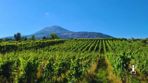 Escursione tra i vigneti del Vesuvio – attività rilassante per team building e piccoli gruppi in Campania