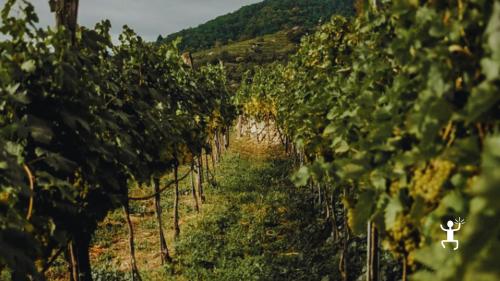 Spaziergang durch die Weinreben am Vesuv – perfekte Genussreise für Gruppen und Familien in Kampanien