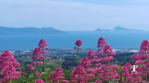 Escursione in autonomia sul Vesuvio in e-bike, tra i paesaggi del Parco Nazionale del Vesuvio in Campania, ideale per coppie, gruppi e team building