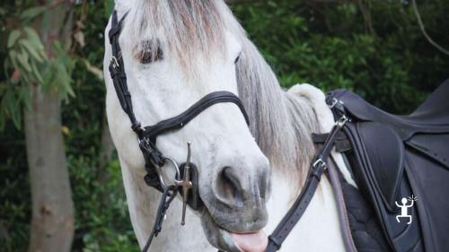 Aventure à cheval dans le Parc National du Vésuve, vues imprenables et nature préservée en Campanie