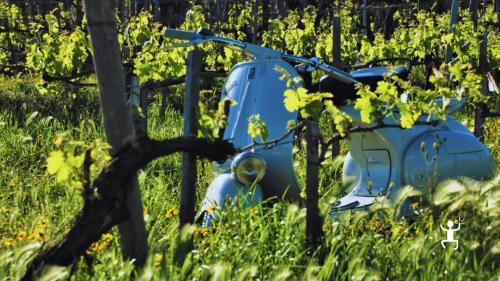 Esperienza in Campania con Vespa Piaggio GS 160 - anno 1963, per addio al celibato e nubilato, idea regalo originale