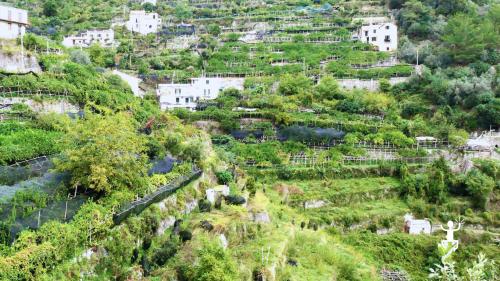 Vista mozzafiato lungo il Sentiero dei Limoni, un'esperienza di trekking immersa nella natura della Costiera Amalfitana, perfetta per coppie e gruppi in Campania