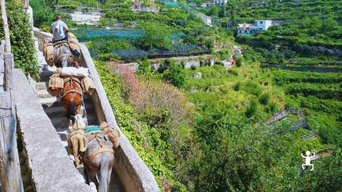 Camminata tra profumi agrumati e panorami mozzafiato, perfetta per coppie, gruppi di amici e team building alla scoperta del Sentiero dei Limoni