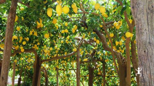 Giornata di trekking tra antiche mulattiere e limoneti, ideale per coppie, idee regalo e addii al nubilato alla scoperta della natura