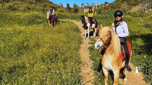 Tour a cavallo a Misterbianco tra agrumeti e ulivi, ideale per coppie, addii al celibato, gruppi e team building in Sicilia