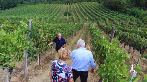 Degustazione di tre vini tipici e prodotti locali in cantina ad Avellino, esperienza autentica per coppie e gruppi in Campania