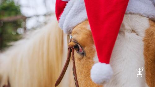 Escursione a cavallo per coppie e amici nella Costiera Sorrentina con vista mare, ideale per vivere emozioni autentiche in Campania