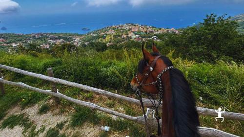 Tour a cavallo tra sentieri e belvederi della Costiera Sorrentina, esperienza autentica per coppie e gruppi in Campania