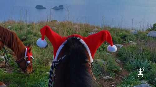 Passeggiata a cavallo per addii al celibato nella Pineta Le Tore, con vista sul Vesuvio, Capri e i paesaggi di Sorrento
