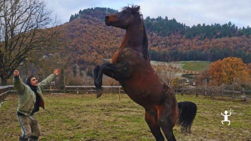 Tour a cavallo panoramico vicino Urbino con viste spettacolari sulla valle del Metauro e sulla città UNESCO, perfetto per famiglie