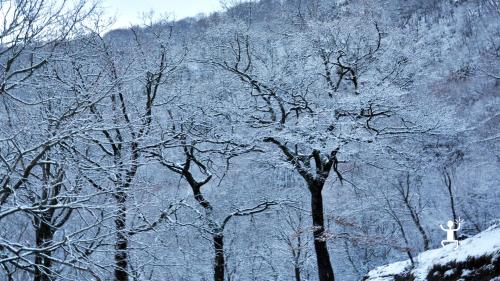 Trekking sulla neve verso il santuario del Pizzo San Michele, tra boschi innevati,, perfetto per team building e amici