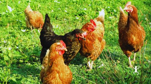 Esperienza rurale in azienda agricola a Morcone con cooking class, perfetta per team building e amici