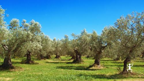 Esperienza autentica a Morcone in azienda agricola con fattoria e olio EVO, ideale per coppie e gruppi in Campania