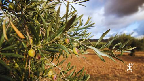 Passeggiata tra uliveti e laboratorio di cucina tradizionale a Morcone, perfetta per famiglie e amici