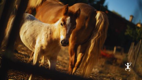 Esperienza in fattoria con erbe spontanee e zuppa contadina a Morcone, ideale per coppie e gruppi in Campania