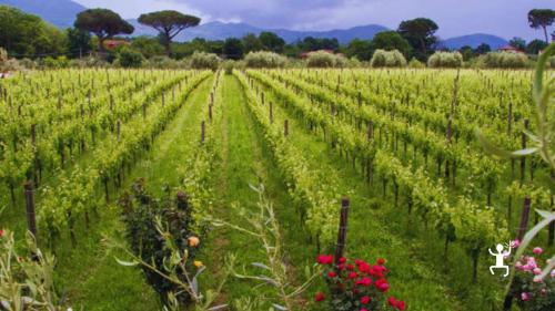 Esperienza enogastronomica nel wine resort biodinamico di Teano tra natura e cucina locale, perfetta per team building