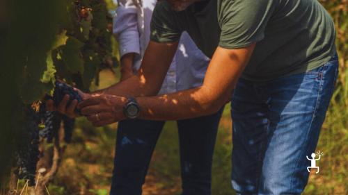 Visita guidata ai vigneti autoctoni e cantina biodinamica di Teano a Caserta, ideale per gruppi e coppie