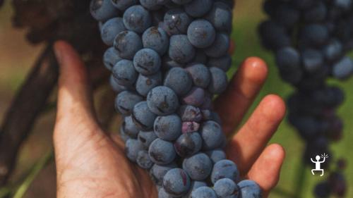 Cena gourmet nel ristorante del wine resort a Teano, con vini biodinamici, esperienza perfetta per coppie 