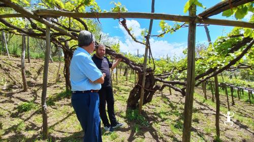 Esperienza in van privato tra Vietri, Ravello e Tramonti con visita in cantina, degustazione di vini e prodotti tipici della Campania