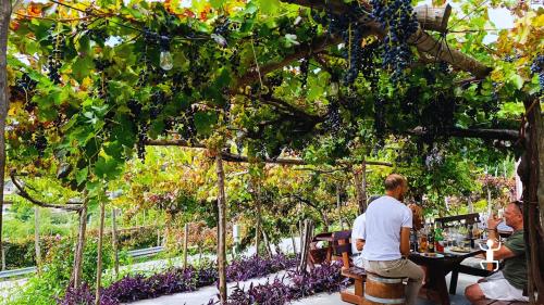 Esperienza autentica in Campania tra vigneti e borghi, con visita in cantina a Tramonti e assaggi di vini e specialità locali