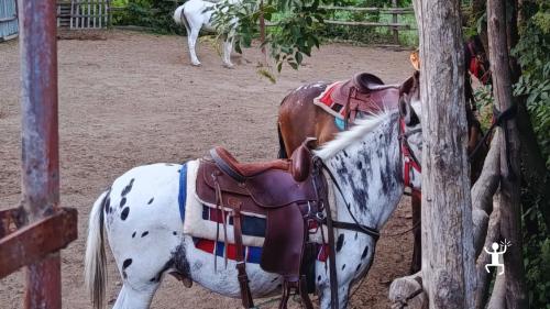 Avventura rilassante a cavallo tra ulivi e boschi ad Agerola, perfetta per gruppi e amici in Campania