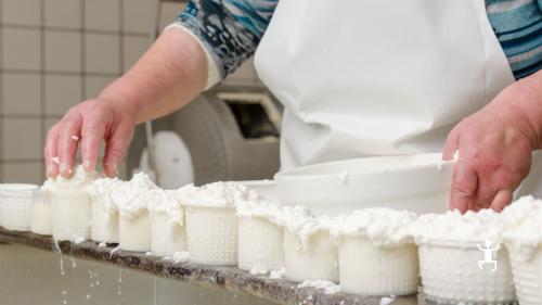 Esperienza casearia artigianale vicino Sorrento con laboratorio e degustazione finale, proposta autentica per famiglie e coppie in Campania