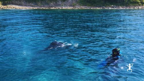 Esperienza di snorkeling nel mare del Cilento con partenza da Agropoli e guida esperta, attività ideale per famiglie e bambini
