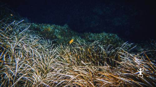 Snorkeling notturno ad Agropoli con partenza in barca e guida esperta tra le baie del Cilento, ideale per gruppi di amici