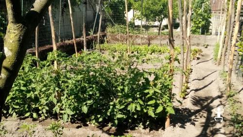 Cooking class a Scafati vicino Pompei con aperitivo e pranzo in casa campana, ideale per famiglie e gruppi