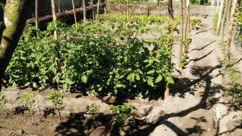 Cooking class pizza a Scafati con preparazione dell’impasto e consegna della ricetta tradizionale, ideale come idea regalo