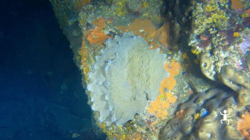 Esperienza guidata di snorkeling a Ischia tra grotte marine e scenari naturali, perfetta per gruppi e amici in Campania