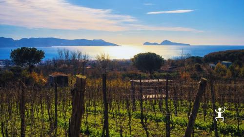 Degustazione vini sul Vesuvio vicino Napoli tra vigneti a piede franco perfetta idea regalo in Campania