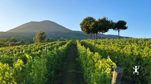 Degustazione di vini nel Parco Nazionale del Vesuvio con vista panoramica su Capri ideale per coppie e famiglie