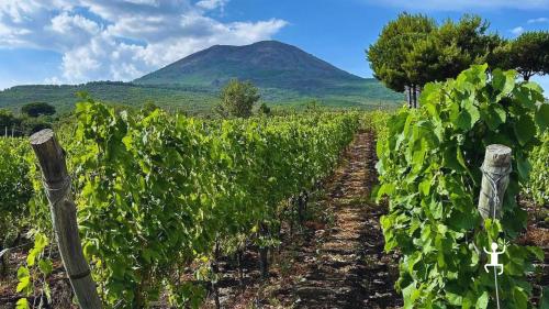 Degustazione di vini ai piedi del Vesuvio con sommelier tra vigneti a piede franco esperienza per coppie e gruppi in Campania