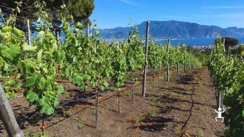 Esperienza di vino sul Vesuvio con degustazione guidata di vini a piede franco ideale per coppie e famiglie