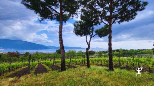 Tour in cantina sul Vesuvio con sommelier tra vigne vulcaniche e degustazione di vini Falanghina a piede franco
