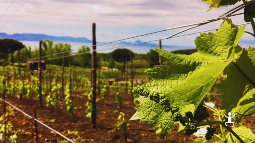 Degustazione di vini vesuviani a piede franco con sommelier tra vigneti, esperienza per coppie e amici in Campania