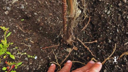 Visita a un vigneto sul Vesuvio con degustazione di vini a piede franco e prodotti locali esperienza autentica per amici