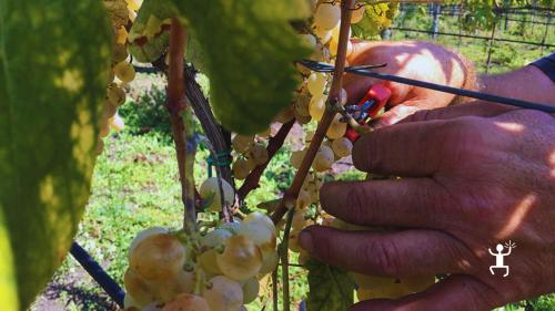 Degustazione di Falanghina a piede franco sul Vesuvio con sommelier tra vigneti vulcanici perfetta idea regalo in Campania
