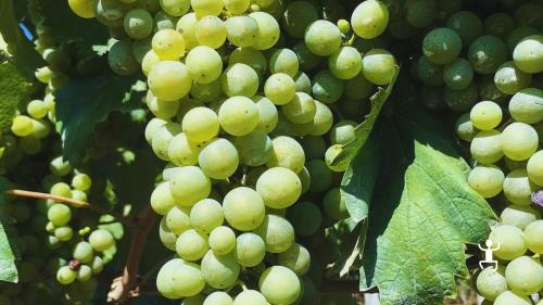 Tour del vino sul Vesuvio e vista su Capri esperienza per addio celibato in Campania