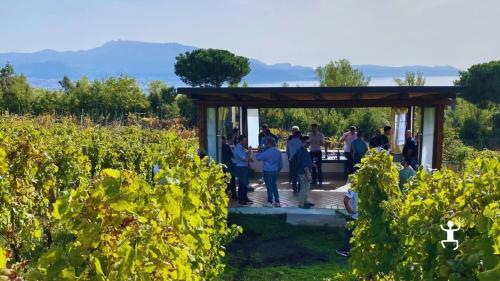 Esperienza di vino sul Vesuvio tra vigneti a piede franco e degustazione di Falanghina ideale idea regalo