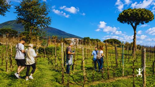 Degustazione guidata di Falanghina e Lacryma Christi sul Vesuvio per coppie e team building in Campania