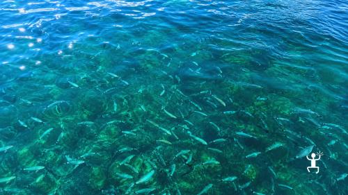 Escursione in barca nel Cilento con box lunch tipico e brindisi finale per gruppi di amici e coppie in vacanza 