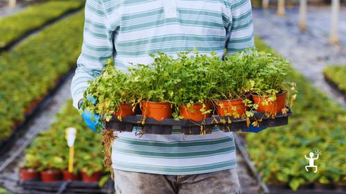 Attività esperienziale in serra in Campania tra colture stagionali, piante aromatiche e aperitivo per coppie e famiglie