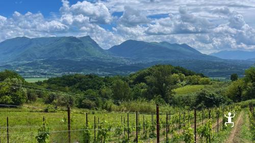 Degustazione di vini autoctoni a Castel Campagnano tra colline casertane, ideale per coppie, gruppi e idee regalo 