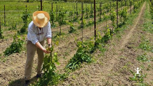 Degustazione guidata di vini Pallagrello e Casavecchia tra sapori autentici per gruppi e coppie a Caserta