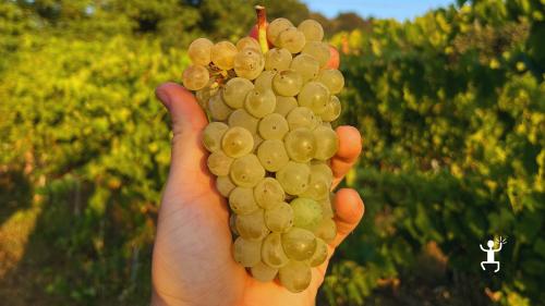 Degustazione calici di Pallagrello Bianco e Nero con prodotti locali esperienza per coppie e gruppi di amici 