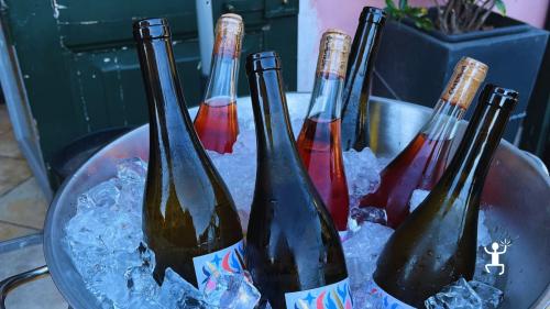 Assaggio di vini storici campani con prodotti dell’orto per gruppi e amanti del vino autoctono 