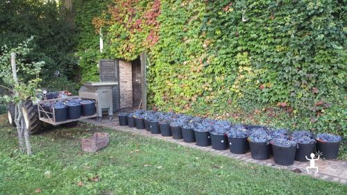 Frisch geerntete Trauben während der natürlichen Weinlese auf dem Weingut in Castelvenere.