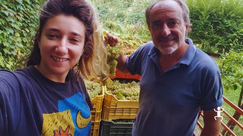 Winzerfamilie bei der Weinlese mit Trauben alter, in Castelvenere angebauter Rebsorten.